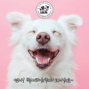 대구 펫 택시 이미지