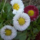 데이지(daisy) 이미지