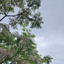 (주)제주홍해삼공사 | 제주 혼인지 수국 후기 개화는 이미 시작