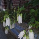 초롱꽃공원 이미지