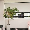 새봄약국 | 숙대입구역눈썹 새봄 눈썹 디자인 제모 후기