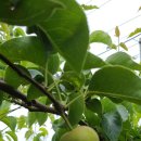 왕산농장 이미지