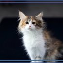 대구고양이분양 나비캣 | 강동고양이분양 고민 끝, 도레미캣 메인쿤분양 선택