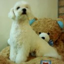 큐리애견 이미지