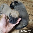 와일드캉갈 이미지