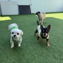 도기그루밍 | 인사말대구칠곡애견유치원/대구애견호텔 '도기야드'의 매력! 반려견과 함께하는 특별한 시간💖쪼꼬미...