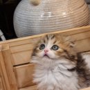 아담스펫강아지&가필드고양이 이미지