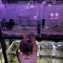 천안팀아쿠아 | 천안 아이와 가볼 만한 곳｜물고기 좋아하는 아이 맞춤 카페 천안 팀아쿠아 방문 후기