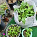 학신로-1 이미지