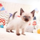 전주강아지분양 고양이분양 24시 데려가개 전주점 이미지