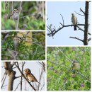 외연도4 이미지