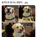 댕댕이# 이미지