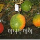 천상과일