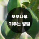 포포 이미지