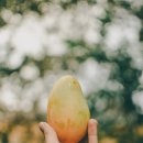 초록망고 이미지