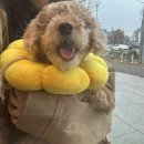 광주다온동물병원 이미지