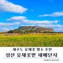 하늘6(유채밭) | 1월 제주도 유채꽃 명소｜성산 유채꽃밭 재배단지 개화분위기 후기, 무료입장·주차