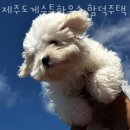 제주도게스트하우스함덕주택