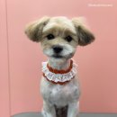 마이핫독 이미지