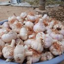 황토밭홍산마늘(가격인하)할라피뇨 고추 판매합니다 이미지