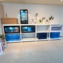 렙타일케이지 | 원주 보스렙타일 2층 보스게코 후기, 파충류샵 이전 후 더 넓고 쾌적해졌어요