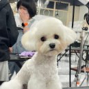세종애견미용 이미지
