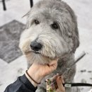 수 애견미용 이미지