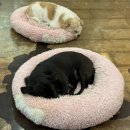 함께할개 사랑할개 | 부천 신중동역 유기견 카페 함께할개 사랑할개