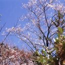 제주 신례리 왕벚나무 자생지 이미지