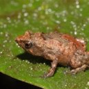 에덴동산 이미지