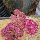 안나벨라 이미지