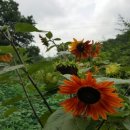 보화다원 이미지