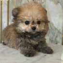 도그마루 강아지고양이 대전점 이미지