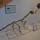 덕소자연사박물관 이미지