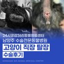 별내동물병원 | [별내 동물병원] 고양이 직장탈장 치료 후기