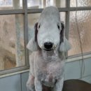 달이네 애견미용실 이미지