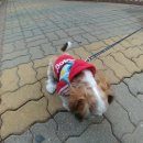 좋은나라애견본부 장위점 네이버블로그