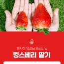 킹스베리 이미지