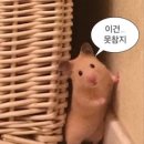 더블리치 이미지