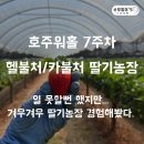 영롱농장 | 호주 워홀 7주차 : 베리 수집가! 헬불처라고 불리는 카불처 딸기 농장 근무 후기