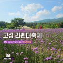 축제 - 서귀포시 동류암로 30 | [강원도 고성] 하늬라벤더팜 라벤더 축제 오픈런 후기