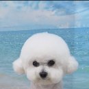 펫아지트 이미지