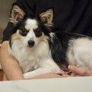 스니퍼(sniffur) 이미지