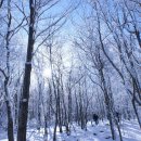 [제50차] 1/28 민주지산 (눈산행) 정기산행 안내 이미지