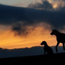 성남애견 이미지