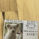 굿데이몽 | 순천 애견미용 굿데이몽