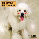 에이펫(A-PET) 이미지