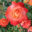 작천리 화장실 이미지