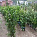 녹지원 농장 이미지