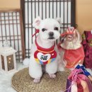 다듬, 강아지미용실 이미지